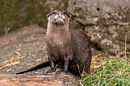 Asian Short Clawed Otter Full Body Looking At Camera