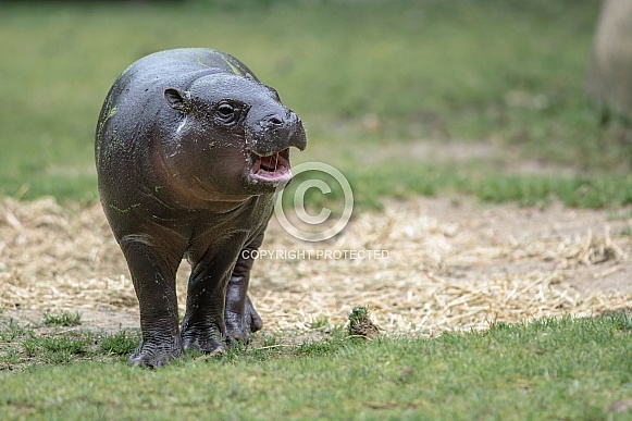 Pygmy hippopotamus Pygmy hippopotamus