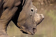 Close up of a Rhinoceros