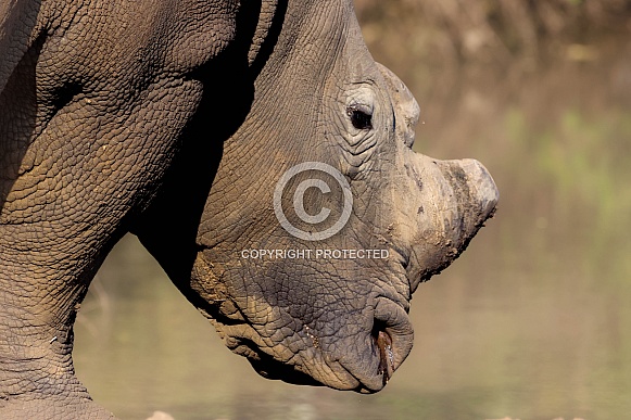 Close up of a Rhinoceros Close up of a Rhinoceros
