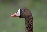 White fronted Goose
