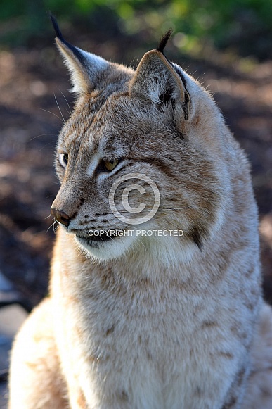 Eurasian Lynx Eurasian Lynx
