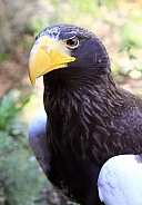 Steller's Sea Eagle 1
