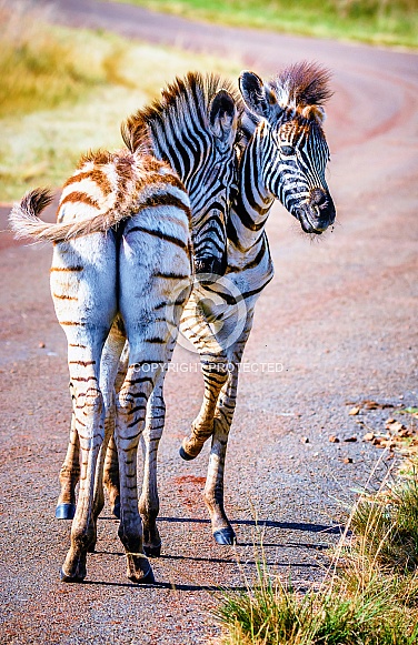 Zebras