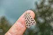 Grammia arge, the arge tiger moth, is a moth of the family Erebidae
