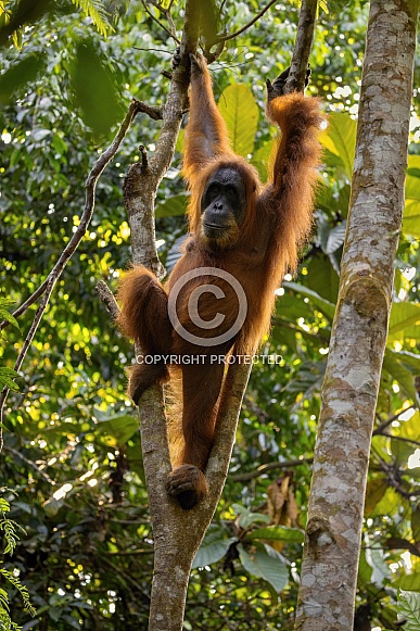 Sumatran orangutan in the nature habitat