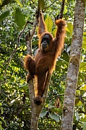 Sumatran orangutan in the nature habitat