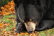 Black bear