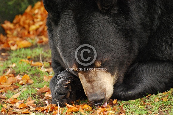 Black bear