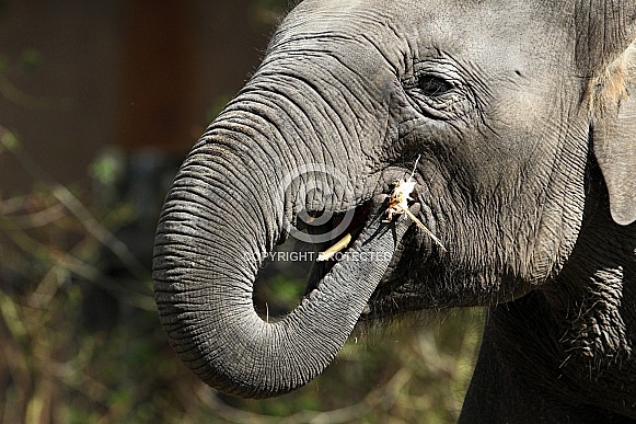 Indian Elephant Indian Elephant
