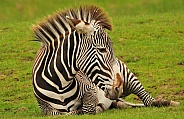 Grevys Zebra