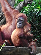 Orangutan Mother & Baby