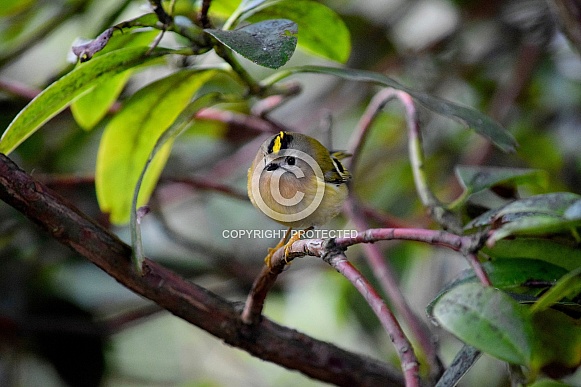 Goldcrest Goldcrest