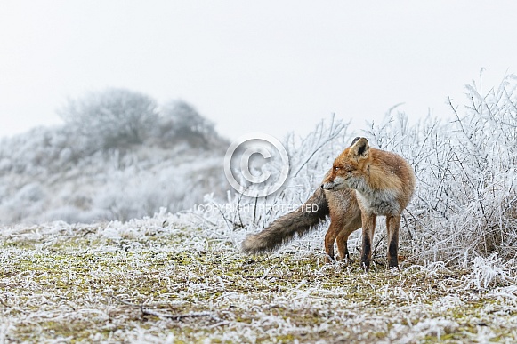 Red foxes