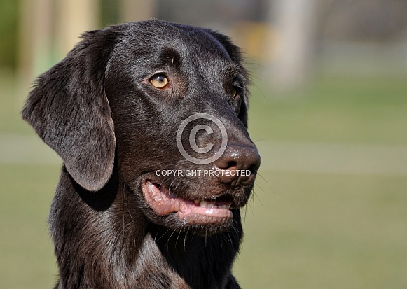 Flat Coated Retriever