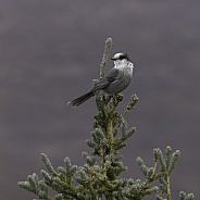 Gray Jay or Canada jay in Alaska