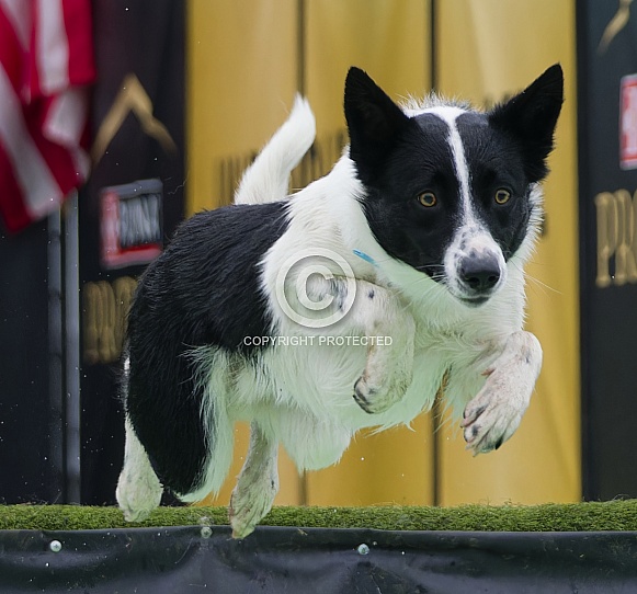 Border Collie or Australian Shepherd