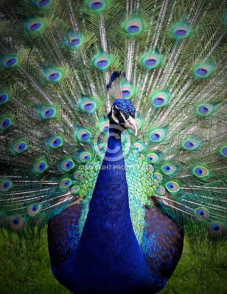 Indian Peafowl Indian Peafowl