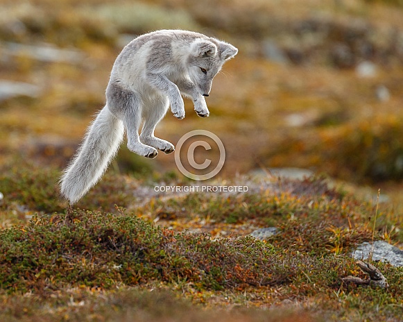 Arctic Fox