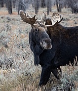 Moose in Fall