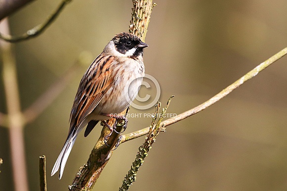 Reed Bunting Reed Bunting