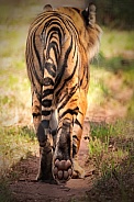 Sumatran Tiger Walking Away From Camera Paw Print