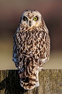 Short Eared Owl--Backwards Glance