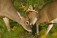 White tail deer
