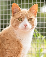 Ginger and White Cat