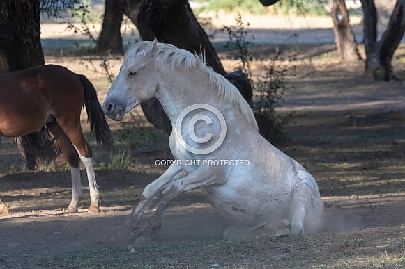 White wild horse rolling in the dirt