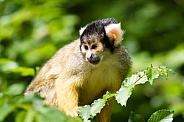 Squirrel monkey close-up