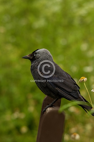 Jackdaw Jackdaw