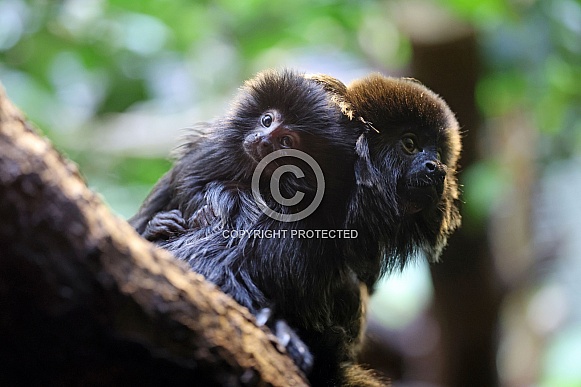 Goeldi's marmoset (Callimico goeldii)