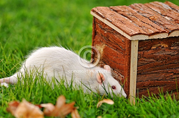 Rat