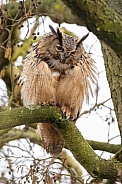 The Eurasian eagle-owl (Bubo bubo)