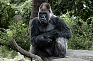 Western Lowland Gorilla