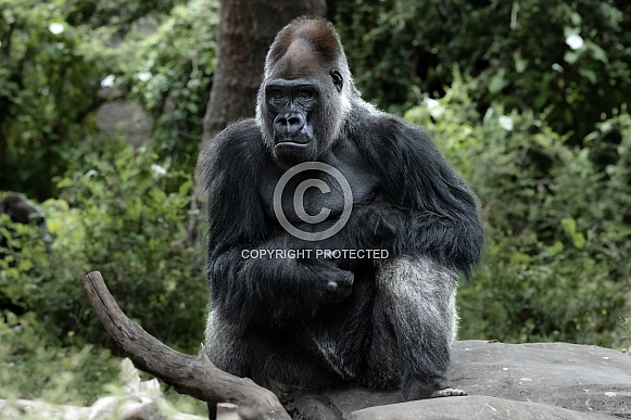 Western Lowland Gorilla Western Lowland Gorilla