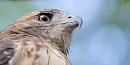 Red-tailed Hawk