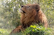 African Lion Lying In Grass Looking Upwards