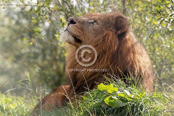 African Lion Lying In Grass Looking Upwards African Lion Lying In Grass Looking Upwards