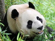 Panda (Ailuropoda melanoleuca)