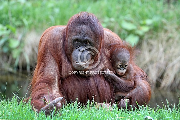 Bornean orangutan (Pongo pygmaeus) Bornean orangutan (Pongo pygmaeus)