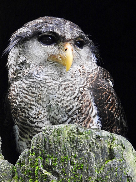 Buffy Fish Owl