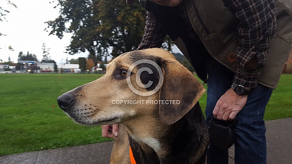 Treeing Walker Coonhound Treeing Walker Coonhound