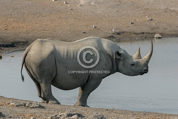 Wild White Rhino in Namibia
