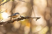 Red Breasted Nuthatch, Sitta canadensis