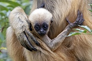 Yellow Cheeked Gibbon