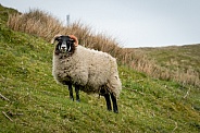 Blackface Sheep (Ovis aries)