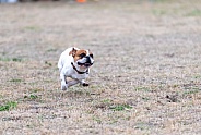 French Bulldog running in a speed event
