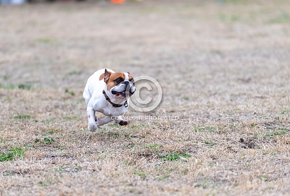 French Bulldog running in a speed event